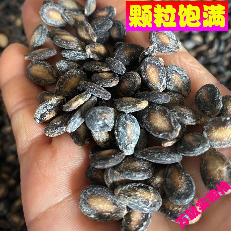 六安特产正宗咸味打瓜子新