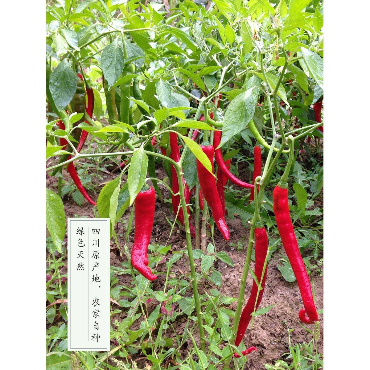 微辣特香二荆条干辣椒500g四川二斤条海椒面家用油泼辣子调料商用