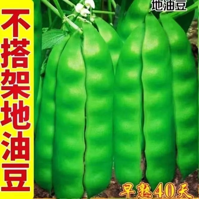 【摘不完地油豆豆角种子】早熟东北油豆角播种不搭架豆角籽-J