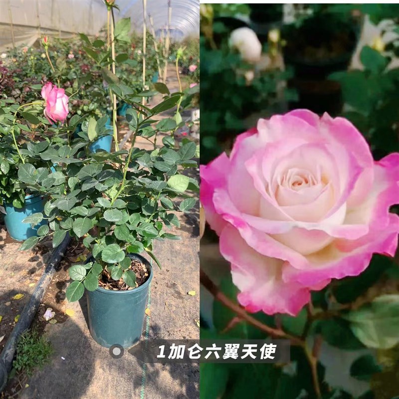 园艺四叔  1加仑月季扦插3号连接。原盆原土,一物一拍,拍下发图