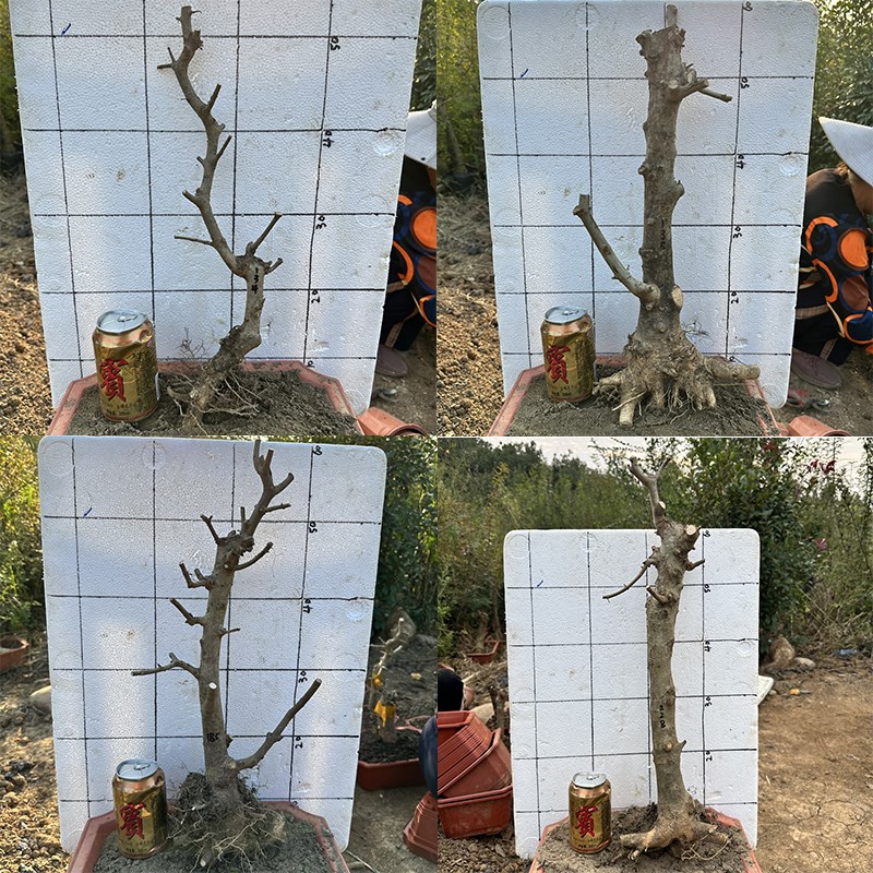 京山对节白蜡盆景素材树矮霸文人大树型熟桩老桩盆景盆栽一图一物