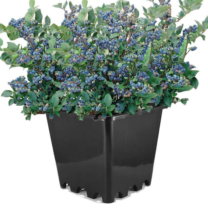 蓝莓专用盆加厚大号PP塑料花盆控根盆绿植花卉庭院果树铁树盆