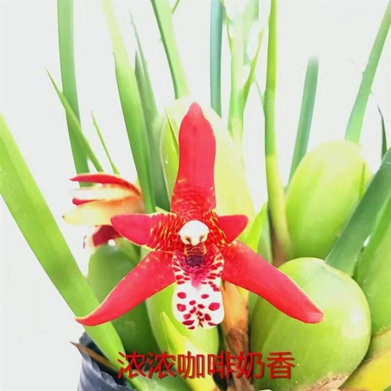 咖啡兰腋兰唇洋兰原盆连体带花芽室内办公室绿植花卉盆栽卡特兰