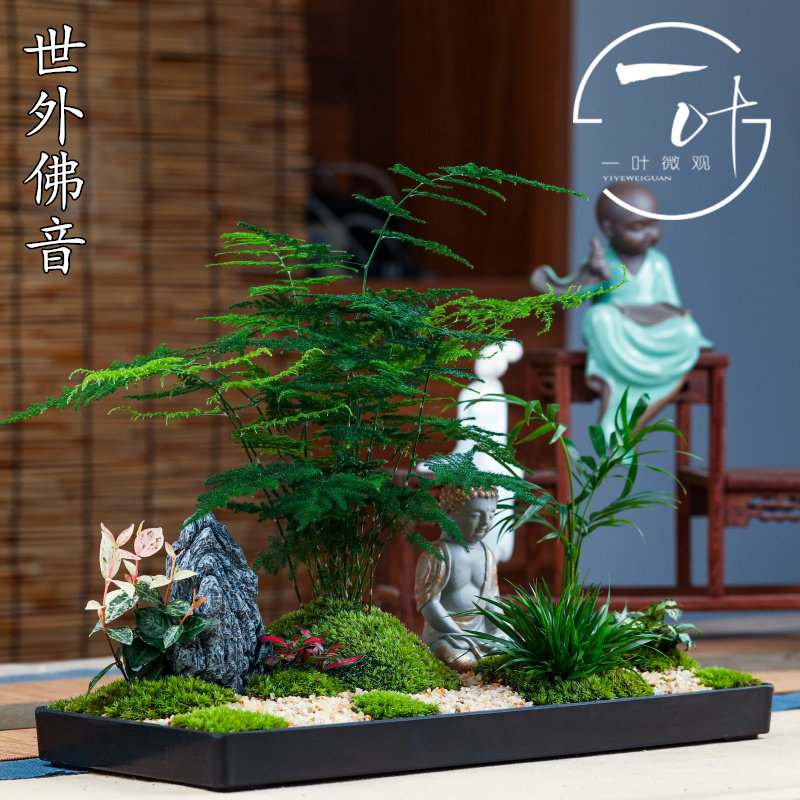 小文竹盆景禅意微景观室内茶桌摆件花卉绿植小盆栽四季常青云竹