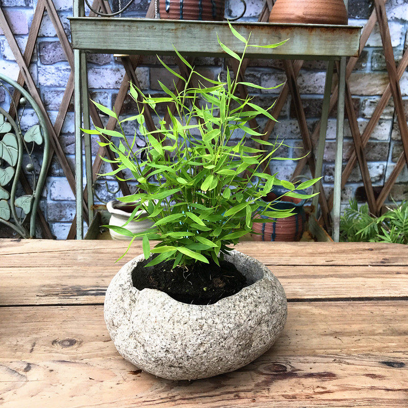 姬翠竹 花叶姬竹小米竹 桌面迷你小竹子盆景 日系姬翠竹 平安竹