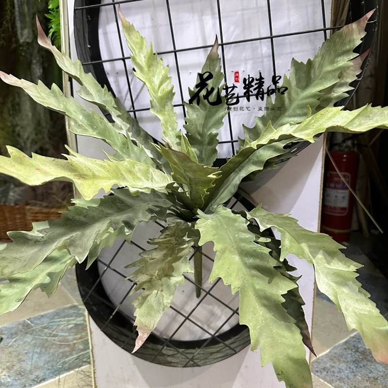 鸟巢蕨叶材仿真植物造景装饰品假花花盆摆放排草花箱装饰品