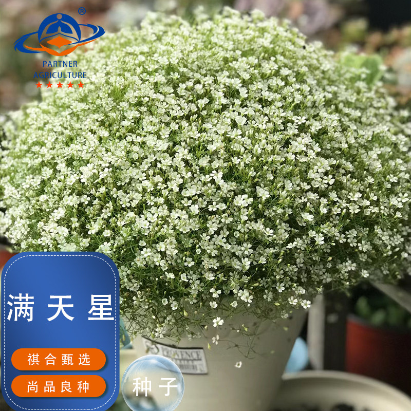 云南春秋播阳台白色细小石头花籽图片