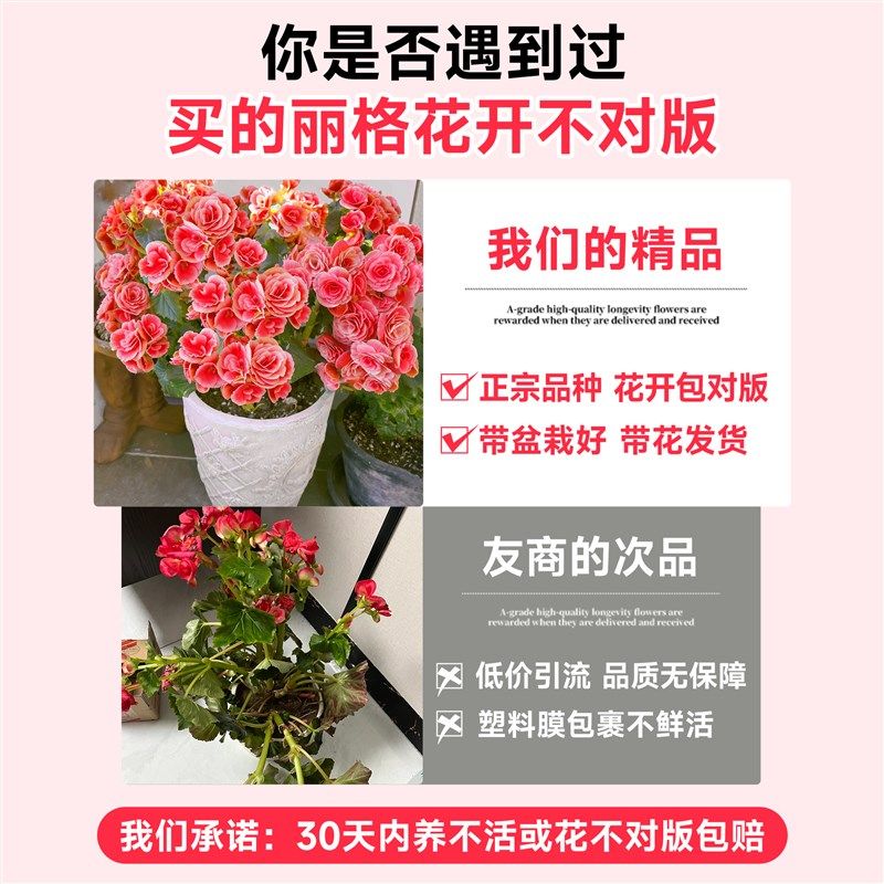 丽格海棠重瓣四季海棠花盆栽客厅天竺葵室内花卉植物阳台四季开花