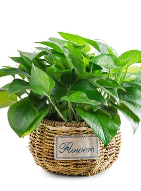 绿萝盆栽绿色植物室内大绿萝净化空气绿箩大盆办公室盆景花草植物