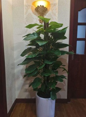 大叶绿萝柱客厅大型盆栽办公室内树桩绿植物吸除甲醛长藤绿箩苗