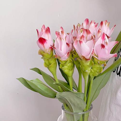 夏季好养又漂亮的双色渐层甜心粉姜荷花鲜花插花水培花期长花束