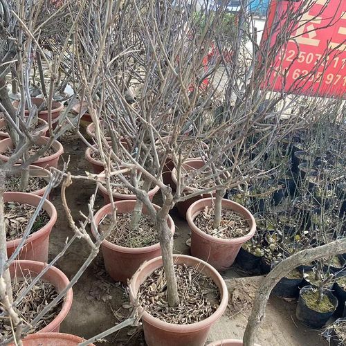 紫藤花树苗爬藤植物盆栽大苗多分支肯开花肯爬藤原土木架发货