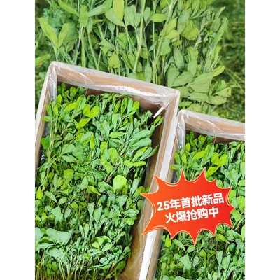 25年烘干紫花苜蓿草幼兔专用牧草龙猫豚鼠荷兰猪粮食兔子食用干草