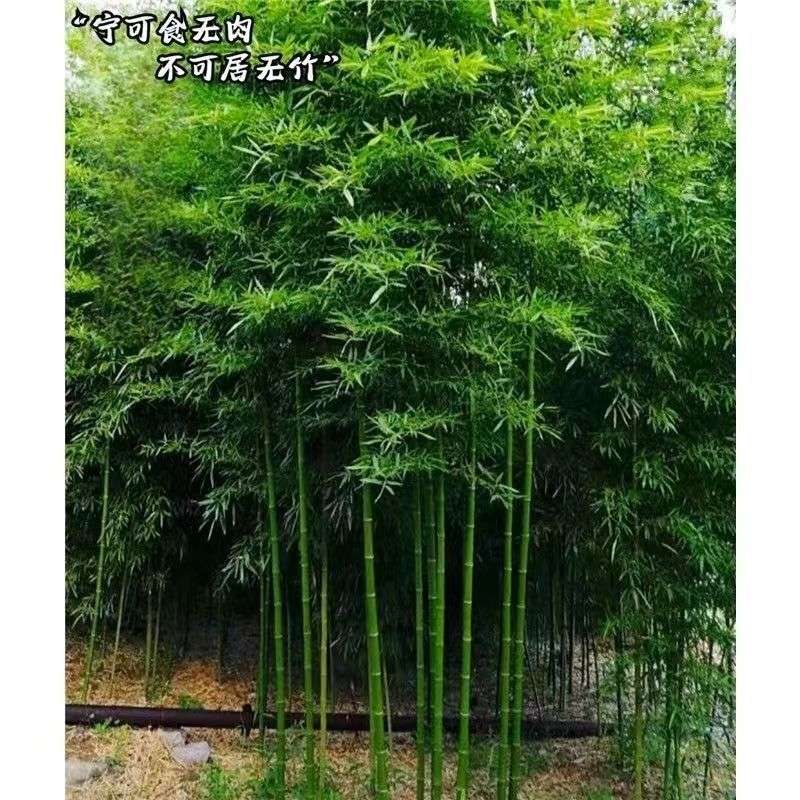 竹子苗庭院植物盆栽四季常青绿化黄金竹苗金镶玉罗汉竹毛竹苗紫竹图片