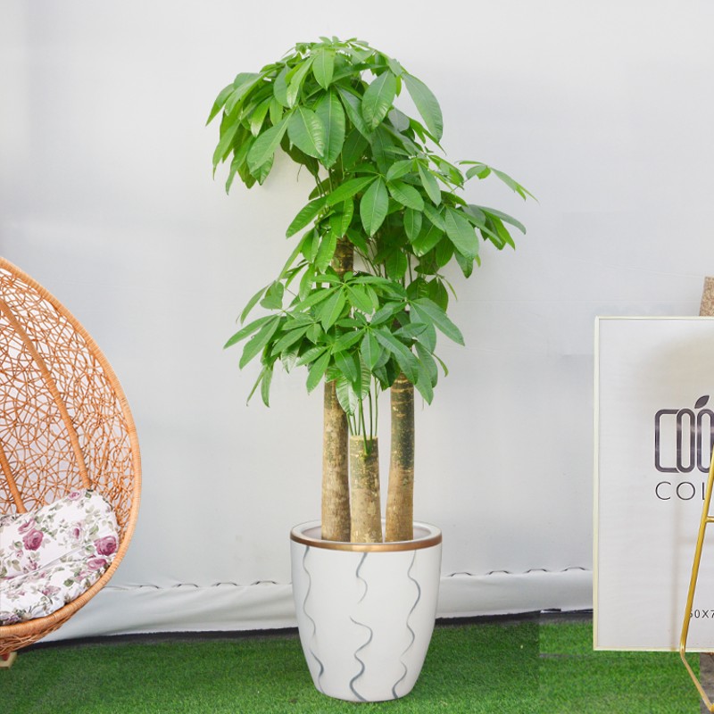 三杆发财树盆栽 室内客厅大型盆景 办公室净化空气绿植 开业植物