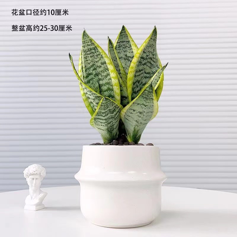 金边虎皮兰盆栽室内净化空气植物办公室桌面四季常青耐旱好养绿植
