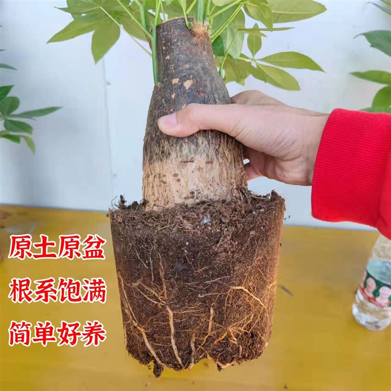 发财树盆栽佛肚粗桩盆景大苗室内植物树桩办公室客厅四季常青绿植