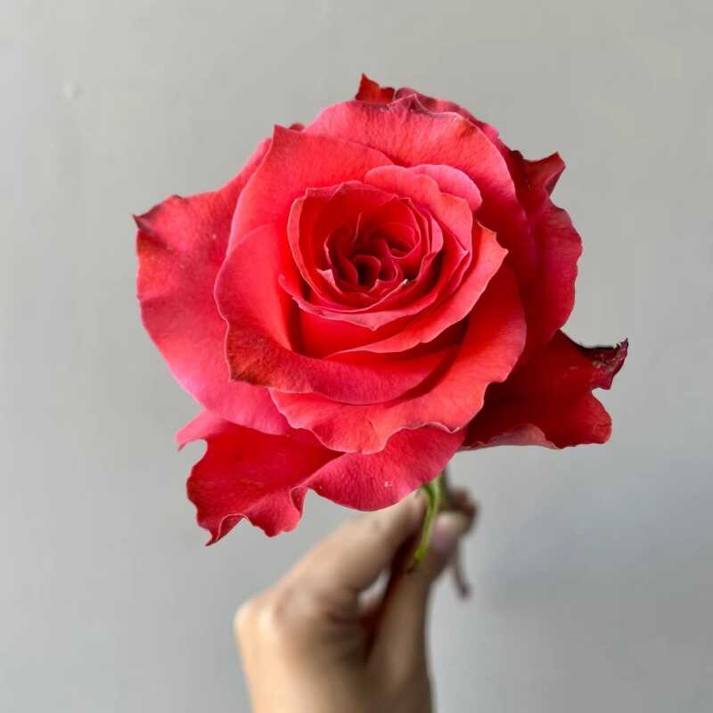 爱园花卉  玉海棠玫瑰高杯切花橘红色大花月季庭院阳台盆栽四季花