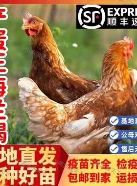 正宗产蛋王海兰褐鸡下蛋活鸡包活到家青年鸡活苗红毛粉壳蛋鸡苗