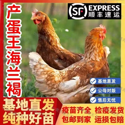 正宗产蛋王海兰褐鸡下蛋活鸡包活到家青年鸡活苗红毛粉壳蛋鸡苗