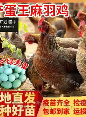 麻羽绿壳蛋鸡活苗高产蛋鸡苗正宗散养土鸡小脚青脚麻羽绿壳蛋双黄
