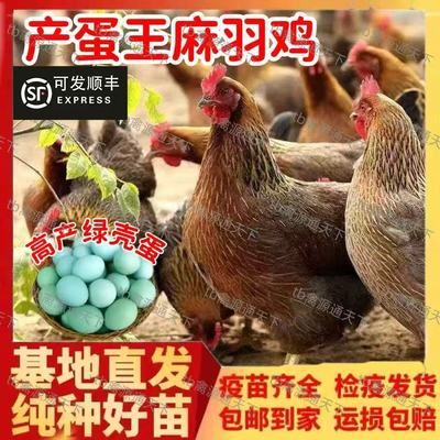 麻羽绿壳蛋鸡活苗高产蛋鸡苗