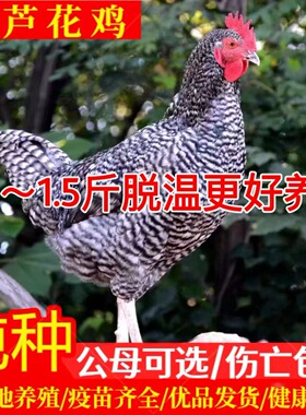 半大一斤正宗汶上芦花鸡活苗纯种芦花鸡活苗脱温鸡苗黑芦花鸡活苗