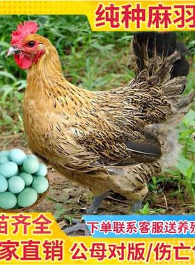 高产蛋麻羽鸡活体小鸡活苗麻羽半斤活苗麻羽鸡活苗半大鸡活苗1斤