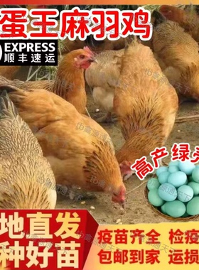青脚麻羽土鸡活苗一斤半土鸡活体高产蛋下蛋土鸡小笨鸡青脚土鸡咯