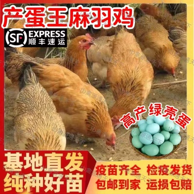 一斤双黄蛋麻鸡土鸡活苗柴鸡笨鸡草鸡脱温苗半大鸡青年下蛋鸡活鸡