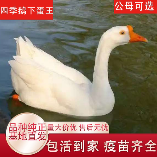 大白鹅活苗高产蛋散养鹅脱温鹅仔四季鹅一斤纯种大白鹅苗