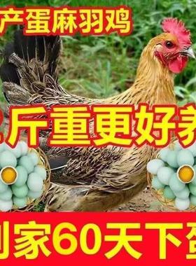 2斤麻羽鸡活苗散养绿壳蛋鸡土鸡活体产蛋王高产蛋鸡小鸡活苗柴鸡