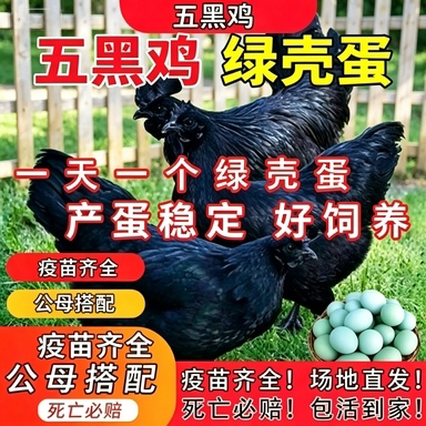 1斤纯种五黑鸡苗活体包活到家