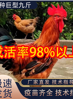 1.5斤九斤红小鸡活苗红玉阉鸡活苗散养鸡巨型红公鸡活体脱温鸡苗