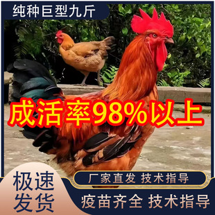 1.5斤九斤红小鸡活苗红玉阉鸡活苗散养鸡巨型红公鸡活体脱温鸡苗