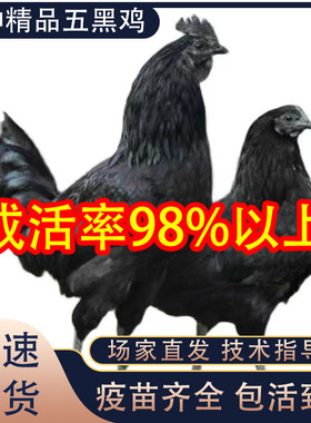 半斤五黑鸡苗半斤脱温幼苗活小鸡苗散养五黑鸡绿壳蛋鸡黑乌鸡土鸡