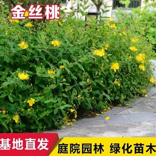 常青庭院别墅花园植被绿篱绿化工程苗 金丝桃苗五心花金丝海棠四季