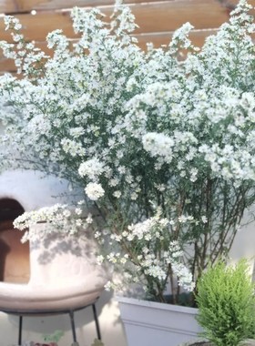 柳叶白菀盆栽白色小清新花镜植物多年生木本耐寒耐热庭院阳台花卉