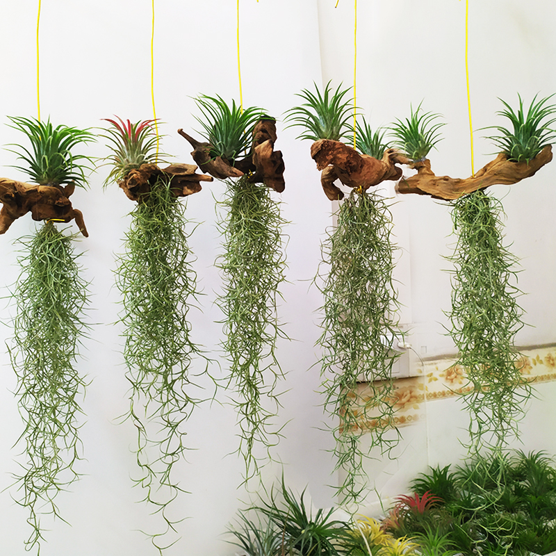 空气凤梨沉木f老人须创意空凤花艺 家居办公室装饰 绿植微景观挂