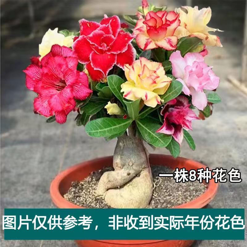 沙漠玫瑰盆栽四季开花好养重瓣老桩室内绿植盆栽花卉耐旱易开花