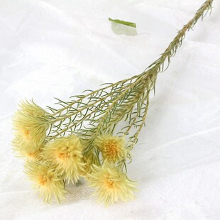 雾中情人干花 金娥绒黄栌翠扇龙船花火焰兰菠萝菊洋甘菊小菊配草