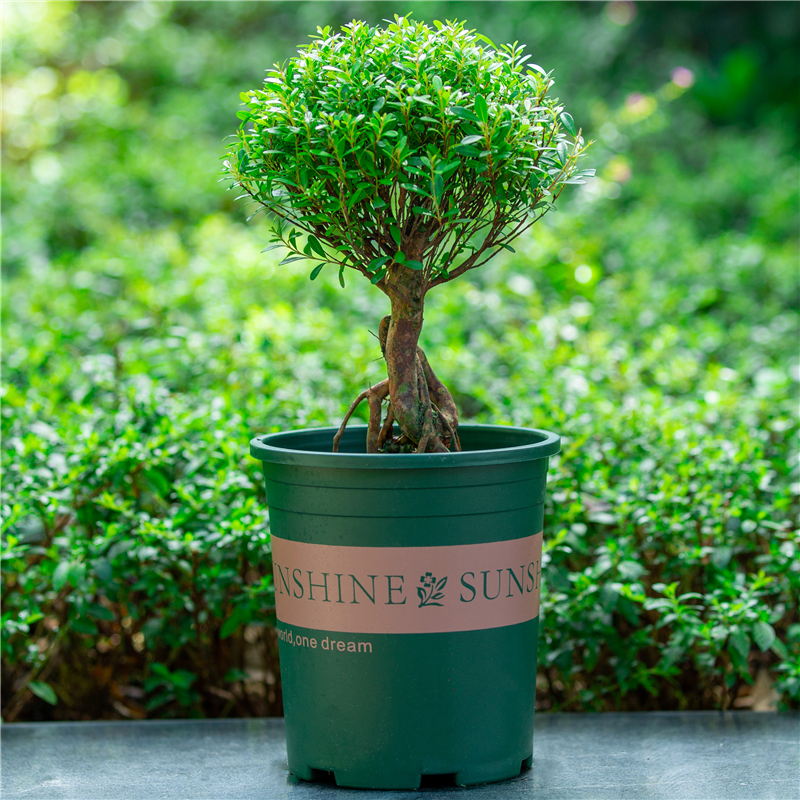 小叶赤楠盆栽提根造型盆景室内阳台室外庭院好养植物桌面老桩绿植