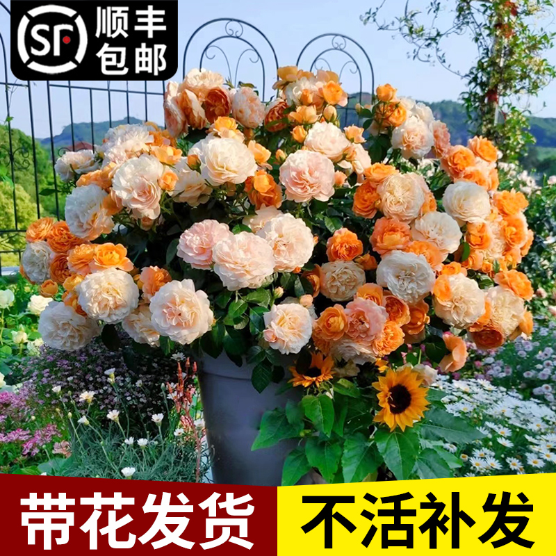 月季花苗果汁阳台玫瑰特大花浓香欧月四季开花卉盆栽植物庭院阳台