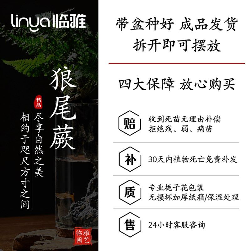 狼尾蕨微景观造景植物盆栽室内办公室桌面绿植高级感小鱼缸养活