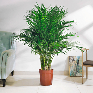 富贵椰子大型绿植盆栽室内客厅办公室好养植物盆景四季 常青除甲醛