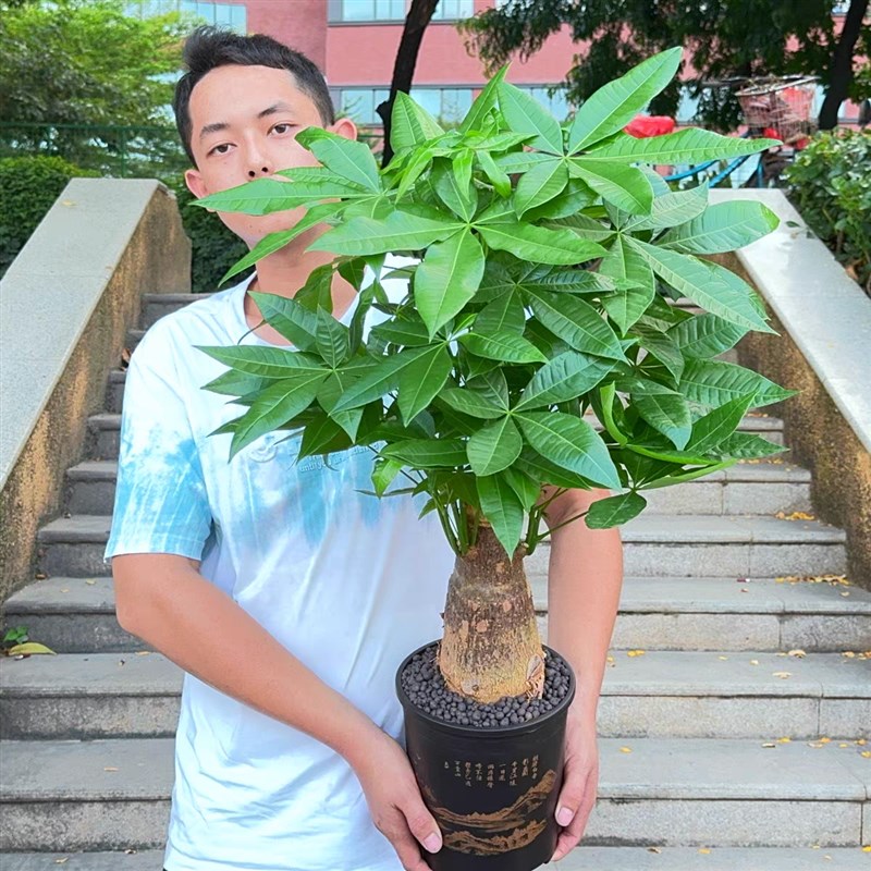 发财树盆栽室内客厅办公室桌面绿植花卉植物四季常青好养活大盆栽