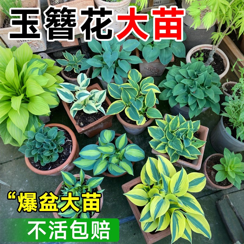 玉簪花苗室外大苗金边卷叶花叶大叶好养耐寒室内花卉绿植盆栽