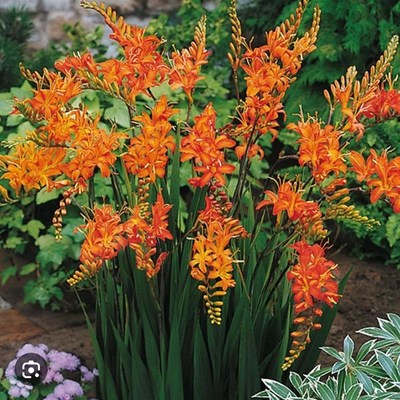多年生宿根草本耐热花卉火星花苗盆栽雄黄兰别墅花园庭院花境植物