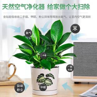 金钻盆栽绿萝箩室内植物花卉水培绿植办公室多肉净化空气去