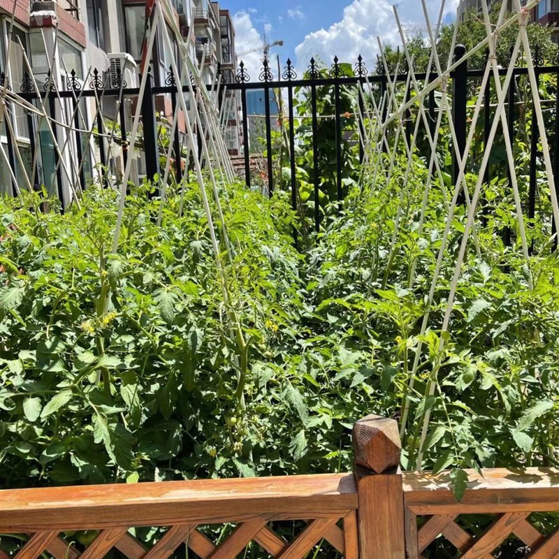 扶苗杆花支架支撑杆支柱园艺植物花架黄瓜豆角丝U瓜家用豇豆爬藤